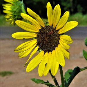 Yellow wild hiking