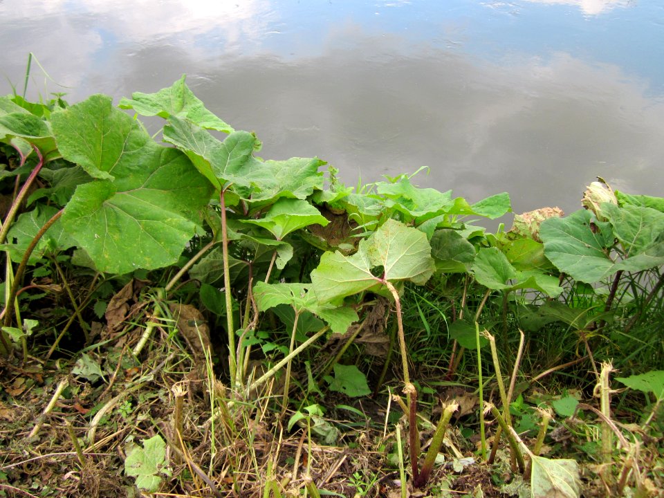 20120922Petasites_hybridus1