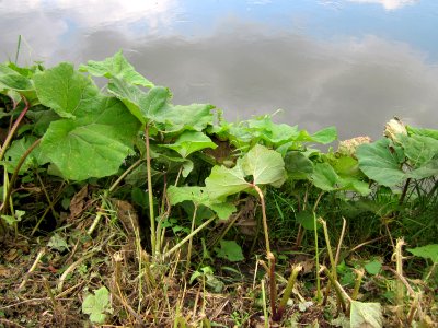 20120922Petasites_hybridus1