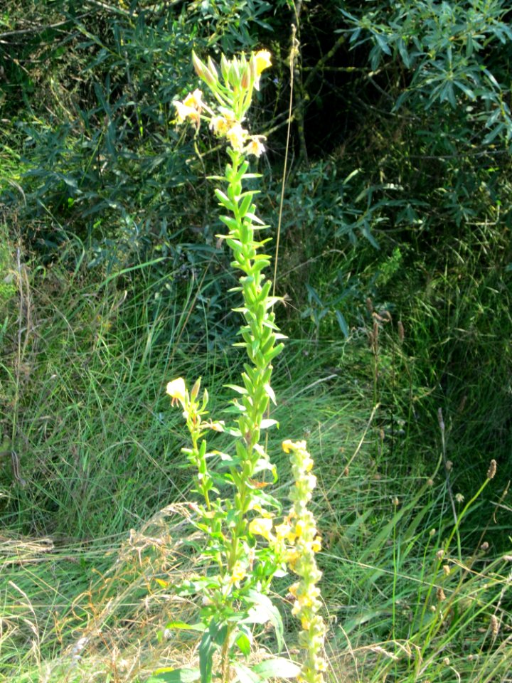 20120726Oenothera_biennis6