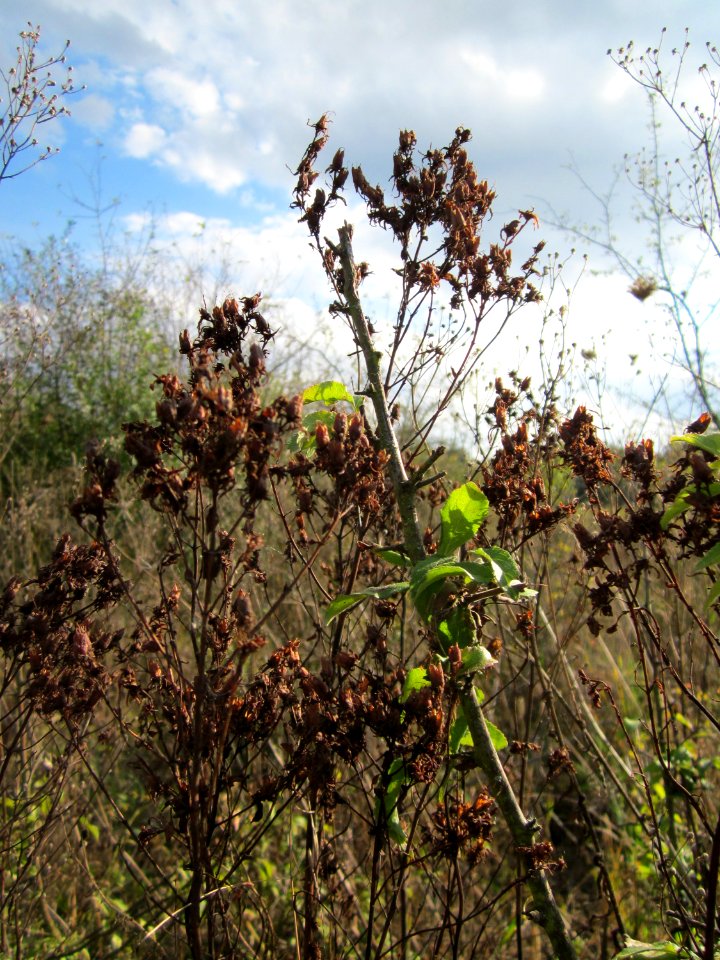 20120922Hypericum_perforatum1