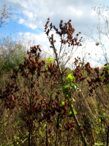 20120922Hypericum_perforatum1