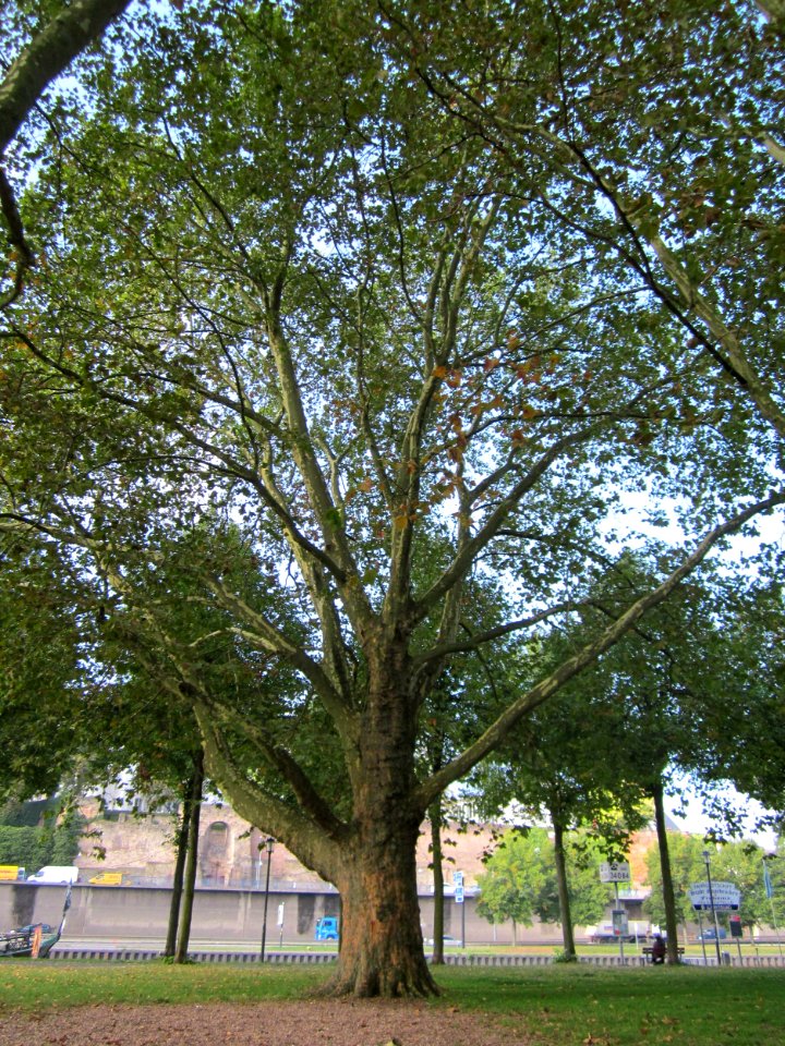 20120914Platanus_×_hispanica1