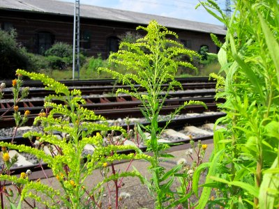 20120727Solidago_canadensis2 photo