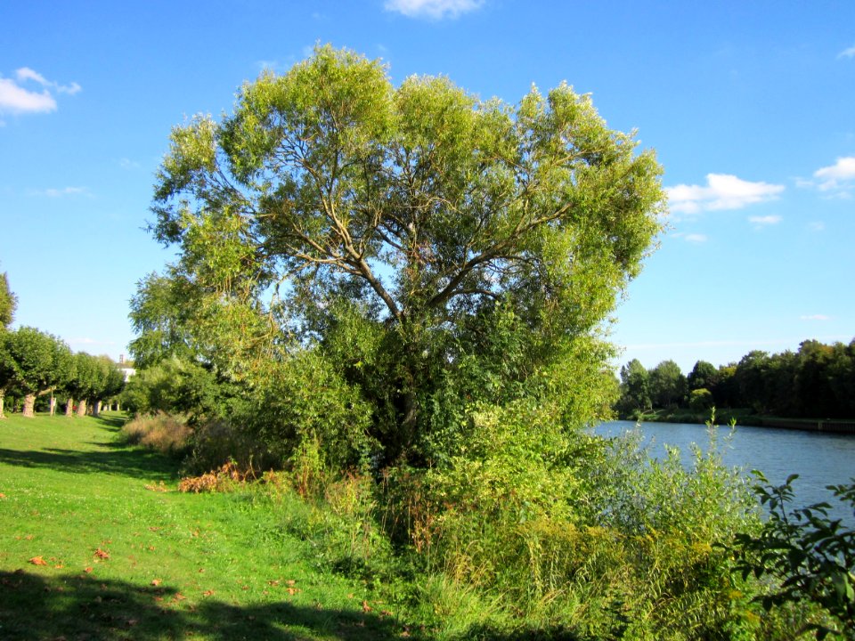 20120914Silberweide_Saar