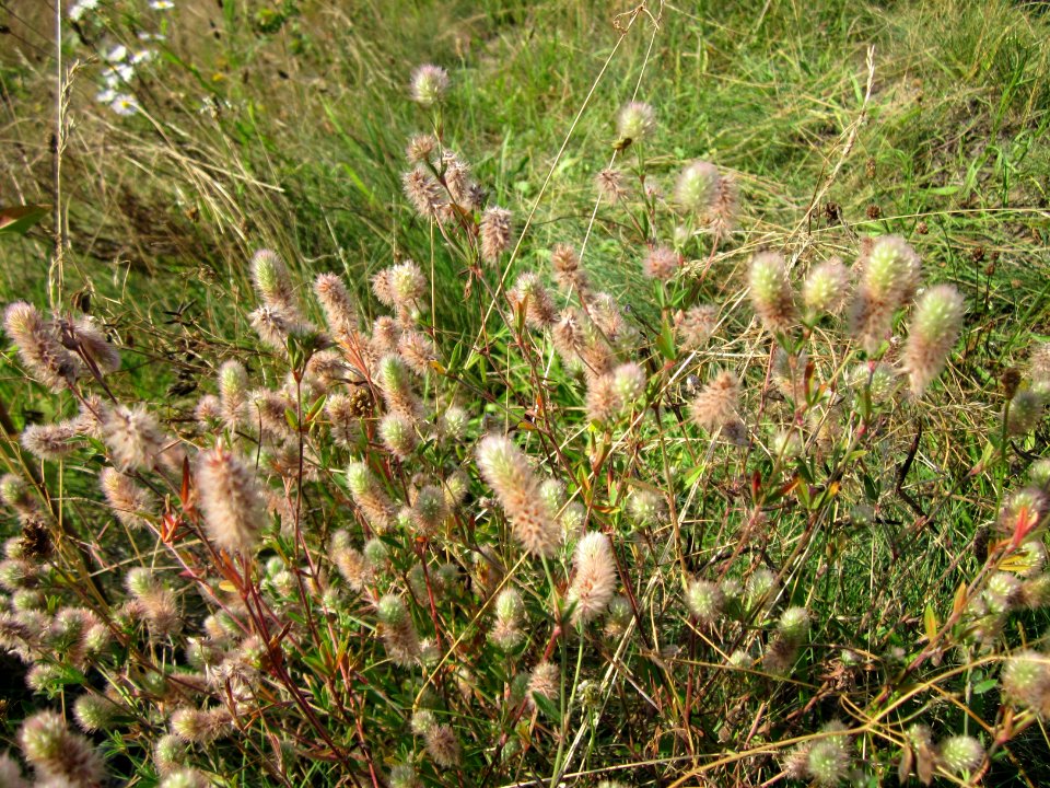 20120726Trifolium_arvense4