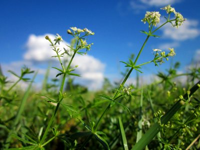 20120919Galium_mollugo