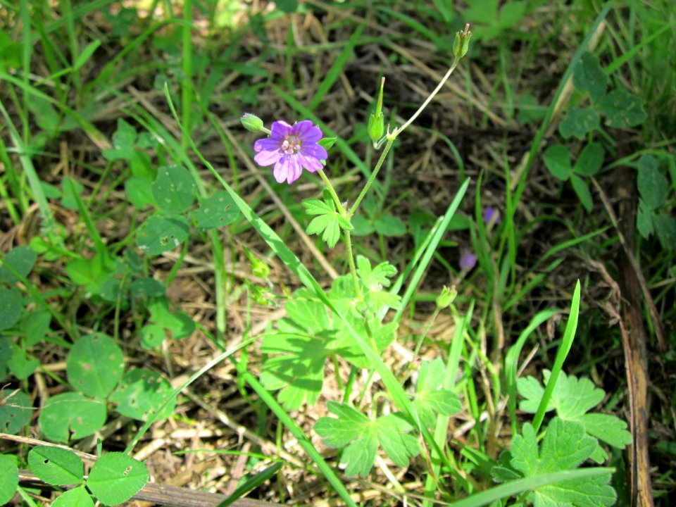 20120722Geranium_pratense