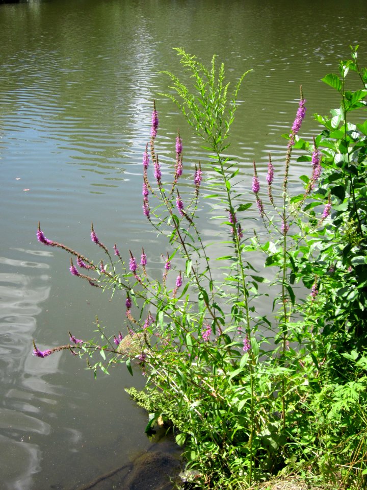 20120722Lythrum_salicaria1