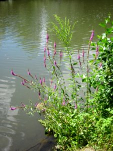 20120722Lythrum_salicaria1