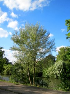 20120914Populus_alba1