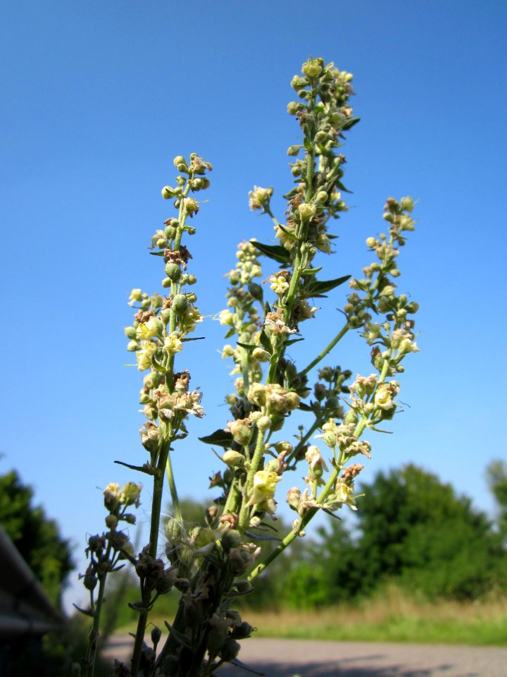 20120725Verbascum_lychnitis5