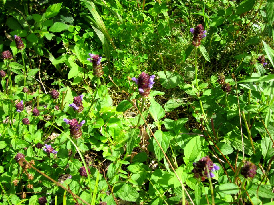 20120716Prunella_vulgaris2