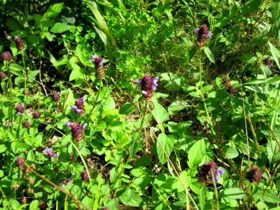 20120716Prunella_vulgaris2