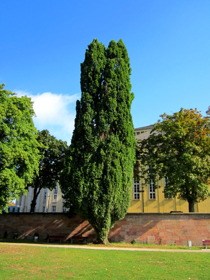 20120914Quercus_robur_Fastigiata1