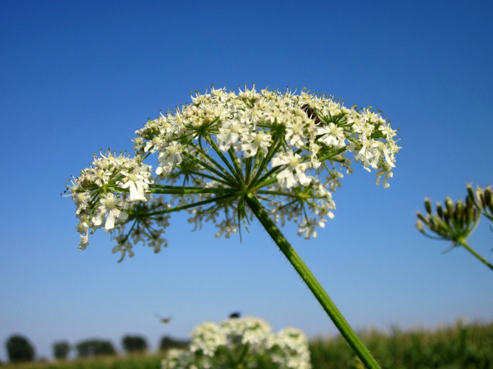 20120726Heracleum_sphondylium3