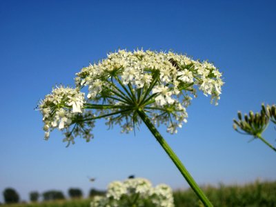 20120726Heracleum_sphondylium3