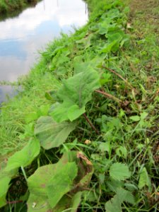 20120922Petasites_hybridus3