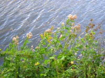 20120914Eupatorium_cannabinum_-_Solidago_canadensis