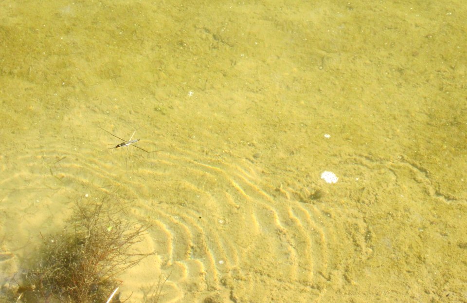 20120909Wasserlaeufer_Rheinauen