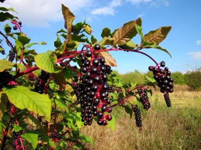 20120922Phytolacca_americana3