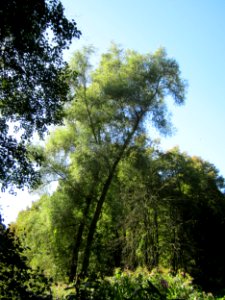 20120908Silberweide_Hockenheim2