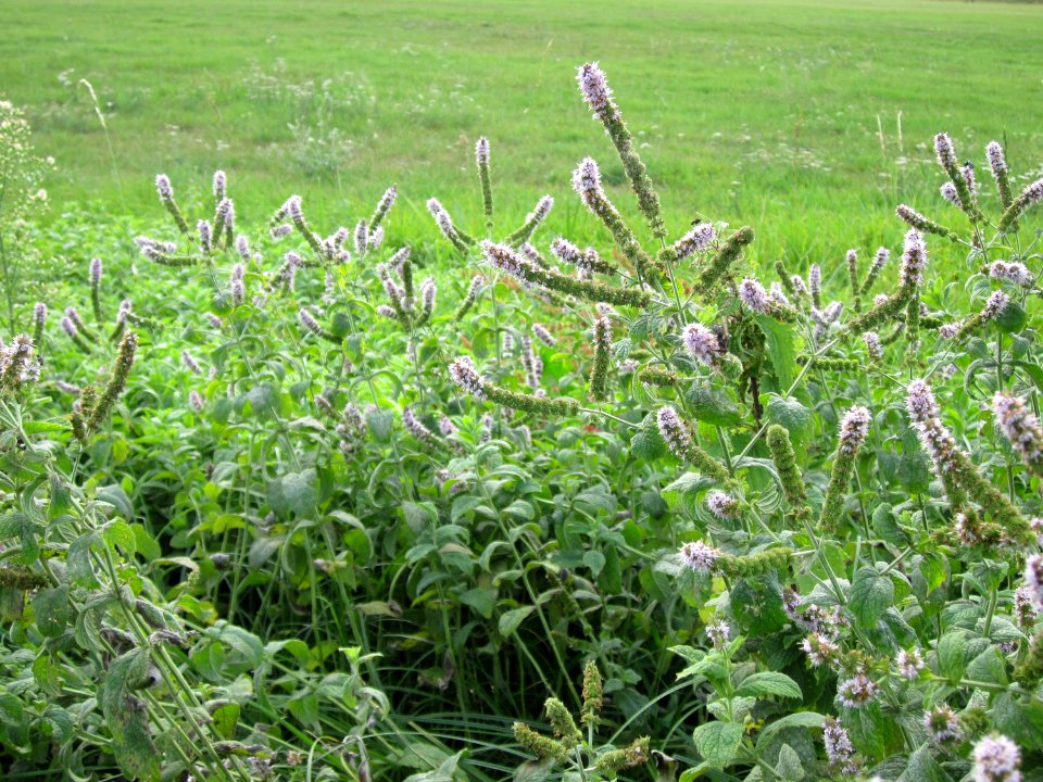 20120921Mentha_longifolia1