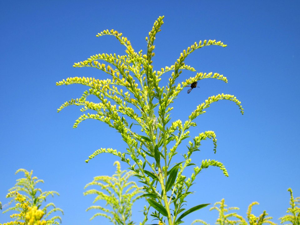 20120725Solidago_canadensis9