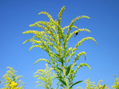 20120725Solidago_canadensis9