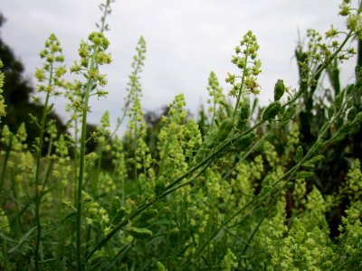 20120923Gelber_Wau_Hockenheimer_Rheinbogen3