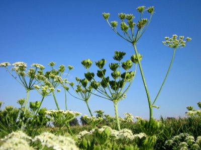 20120726Heracleum_sphondylium9