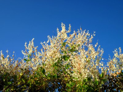 20120922Fallopia_baldschuanica1