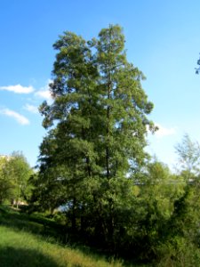 20120914Erle_Saar1