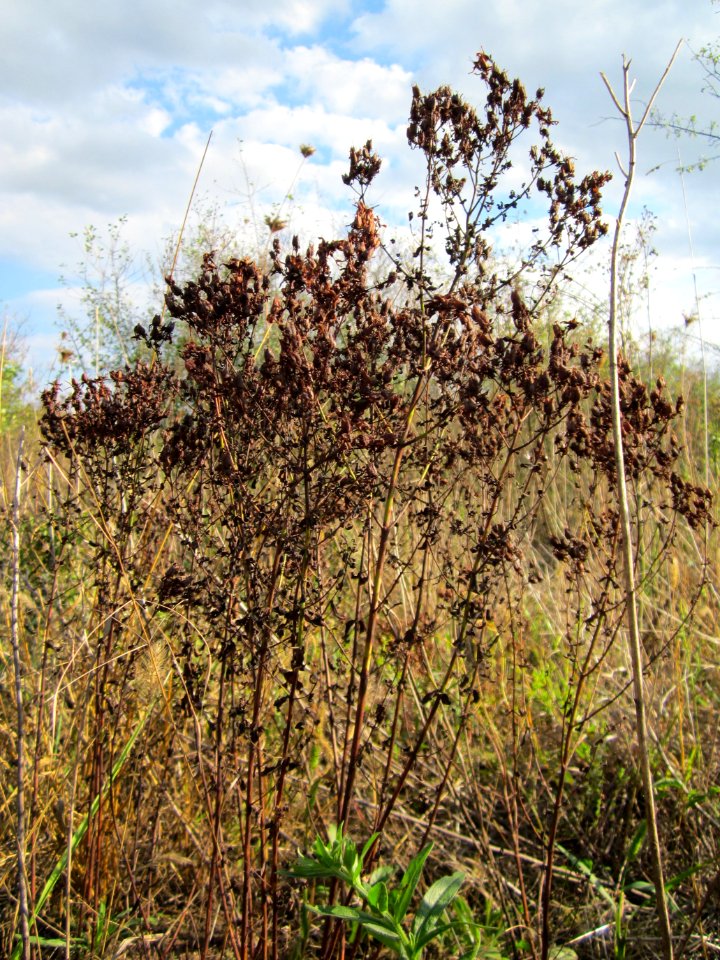 20120922Hypericum_perforatum2