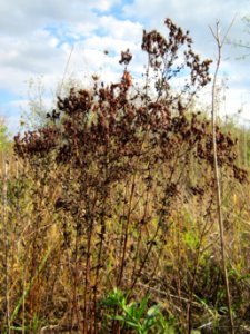 20120922Hypericum_perforatum2
