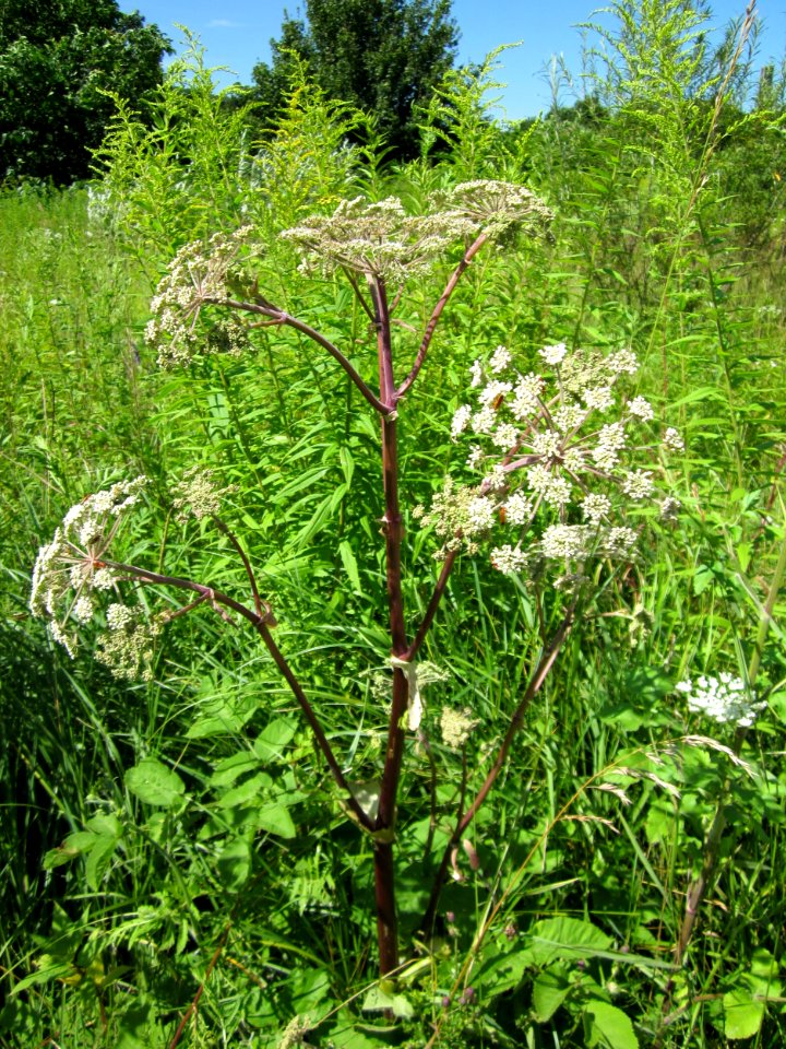 20120723Angelica_sylvestris1