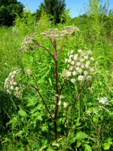 20120723Angelica_sylvestris1