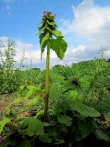 20120922Lamium_purpureum1