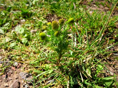 20120723Matricaria_discoidea1