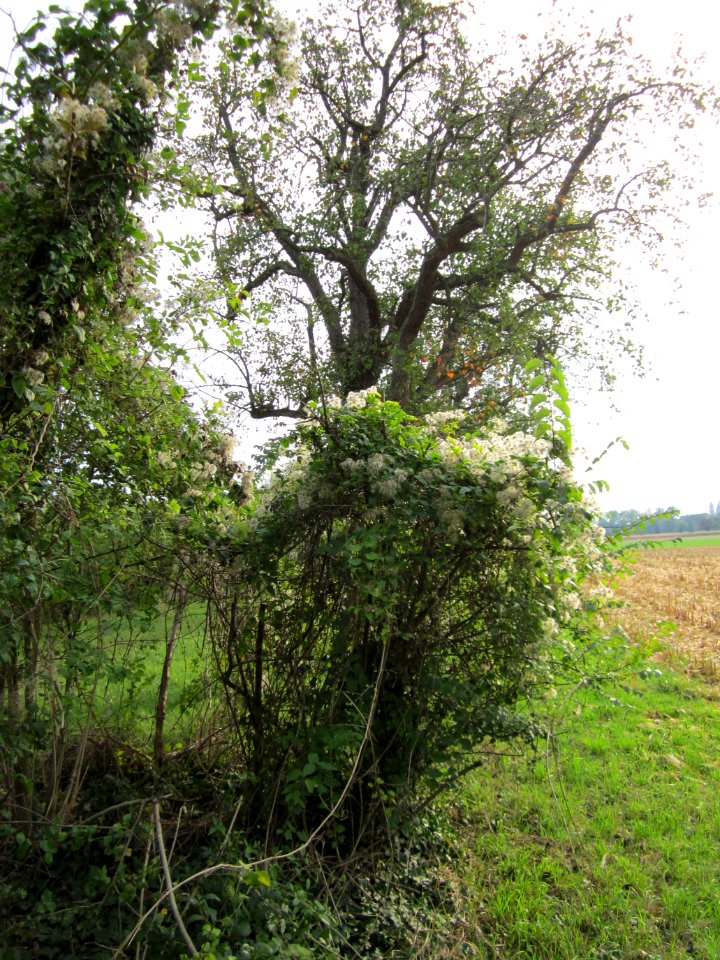 20120923Oder_Hockenheimer_Rheinbogen2