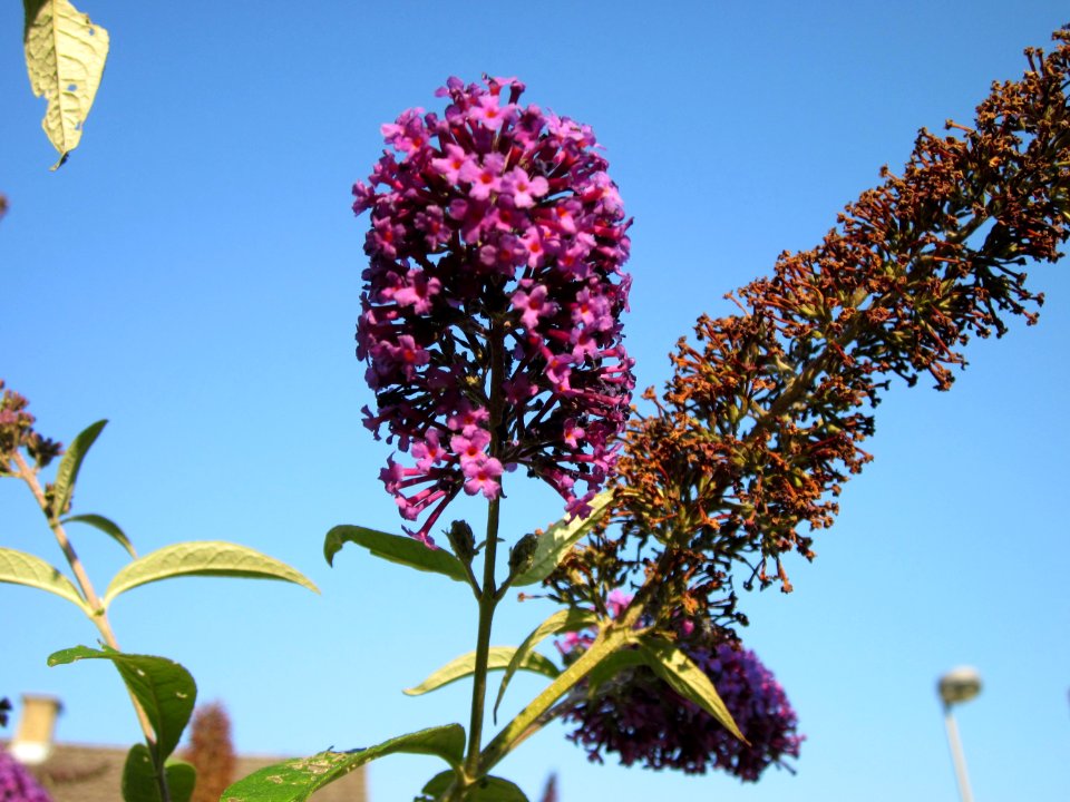 20120724Buddleja_davidii3