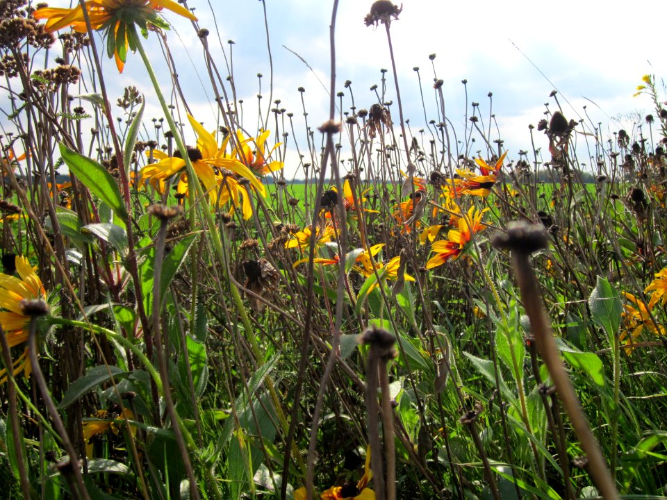 20120922Rudbeckia_hirta