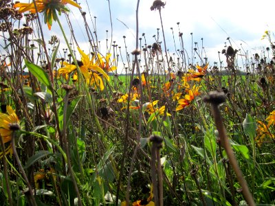 20120922Rudbeckia_hirta