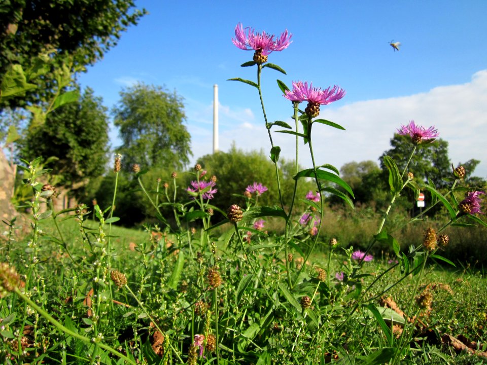 20120917Centaurea_jacea1
