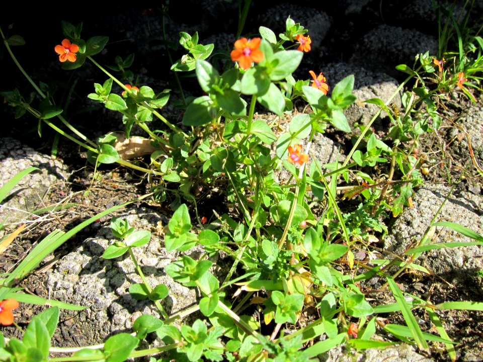 20120724Lysimachia_arvensis3