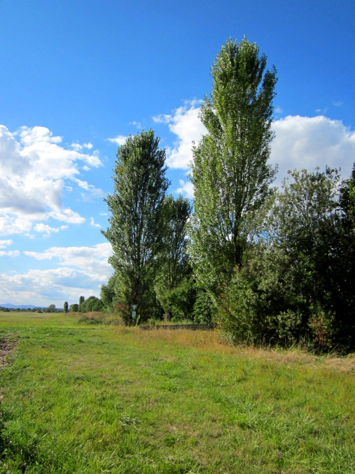 20120919Schwarzpappel_Hockenheim1