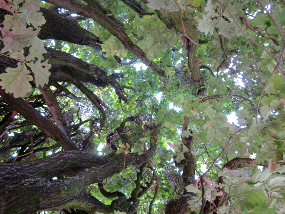 20120915Quercus_robur_Fastigiata2