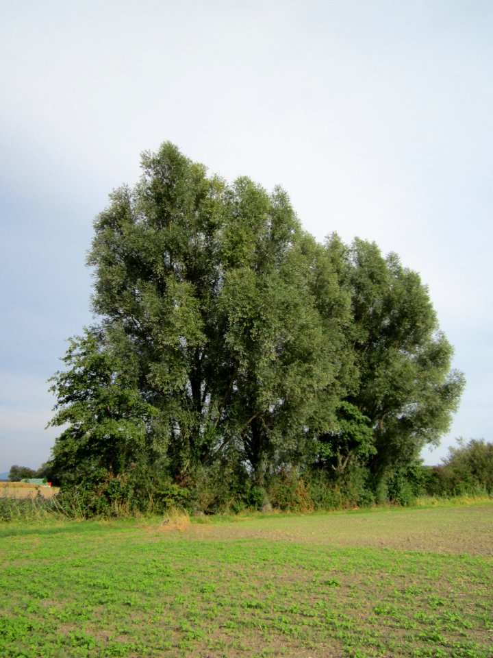 20120921Silberweide_Hockenheim4