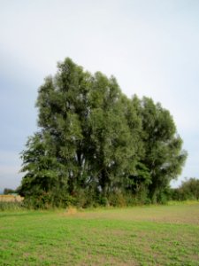 20120921Silberweide_Hockenheim4