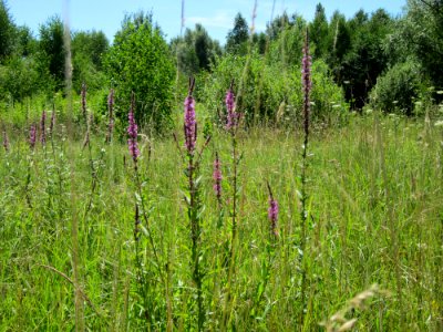 20120723Lythrum_salicaria1
